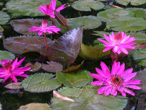 Pink Water Lily